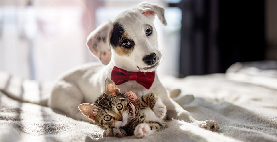 New Pet Guests Arriving? Best Practices for Safe Introductions