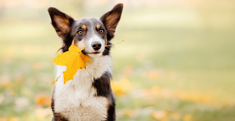 Falling Leaves, Falling Germs: Why Bowl Cleanliness Matters More in Cooler Weather