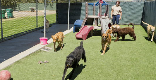 The Bowl Station Reset Every Pet Facility Needs Before Summer