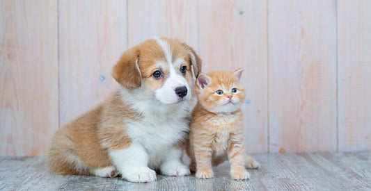Bringing a New Pet Home in Spring — What to Know
