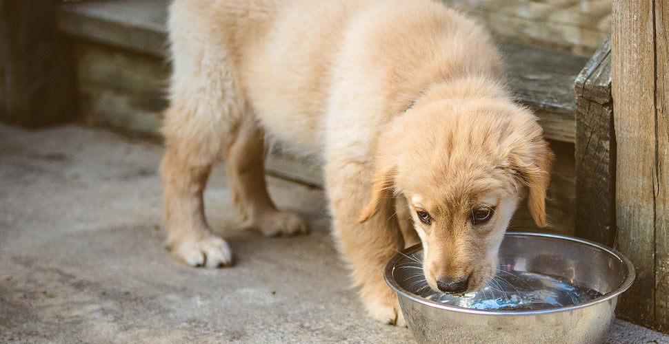 How Often Should You Clean Your Pet’s Food and Water Bowls?