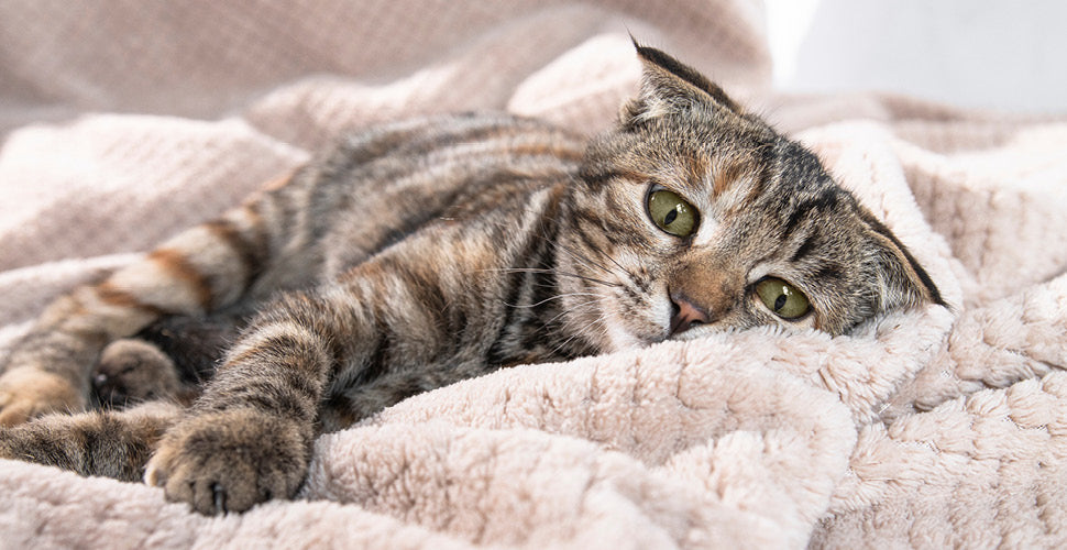 Cozy Season, Clean Bowls: Preventing Fall & Winter Germ Spread