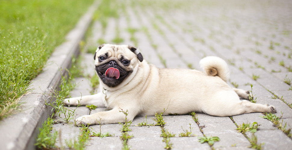 Dog Days of Summer: Staying Cool at the End of Summer