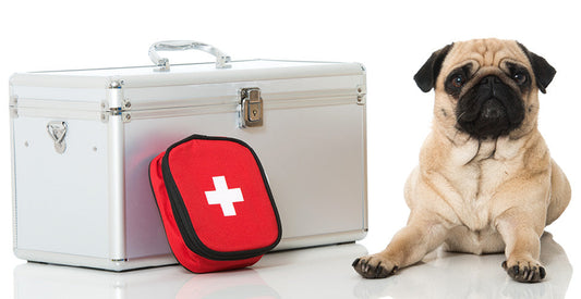 Emergency Prep for Pets: What Belongs in the Feeding Kit?