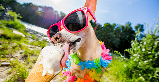 Staying Cool: Fun Treats and Tips for Pets to Stay Cool