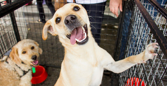 The Rescue Dog Routine: Helping Newly Adopted Dogs Feel Safe