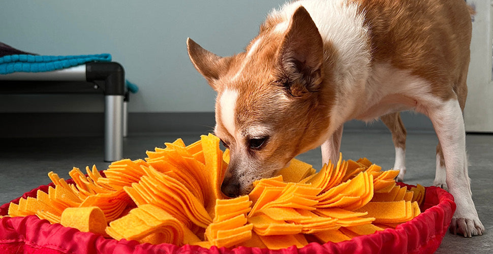 How to Show Your Pet Love Without Overdoing the Treats