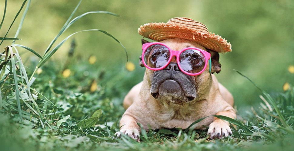 New Trends in Pet Care: What's Hot, What's Not, and What We Think You Should Try