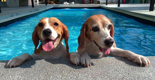 Summer Tips: Outdoor Safety for Pets