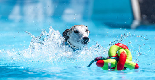 Water Safety for Dogs