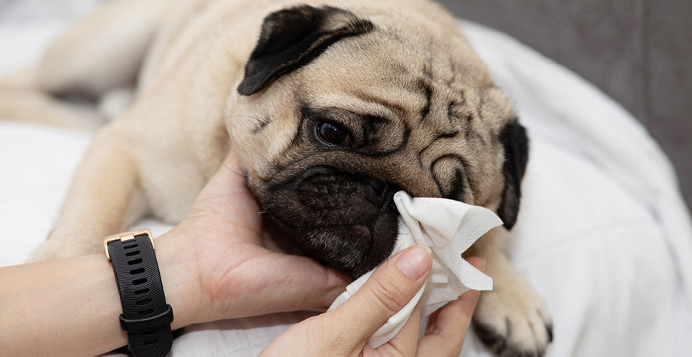 Fall Allergies and Pets: What Caregivers Should Know