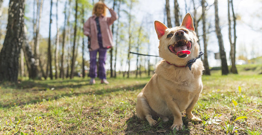 Why Dogs Care So Much About Routine, More Than You Realize