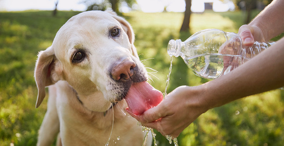 Hydration Habits: Why Fresh Water Matters More in Fall