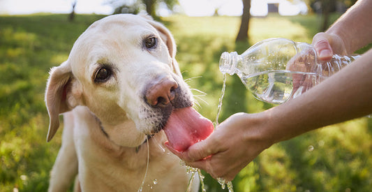 Hydration Habits: Why Fresh Water Matters More in Fall