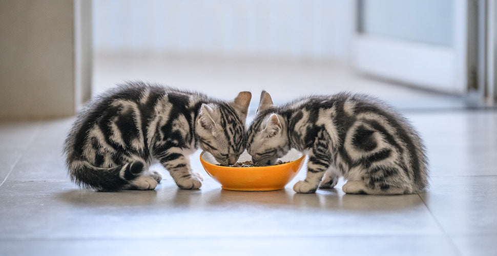 One Bowl Per Pet: Why Sharing Isn’t as Harmless as It Seems