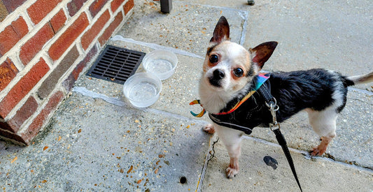 The One-Pet-One-Bowl Rule: Why Winter Illness Spreads Faster in Shared Spaces