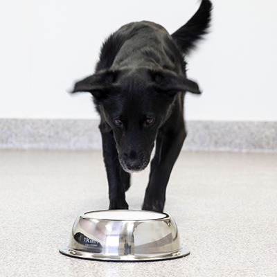 The Healthier Slow Feed Pet Bowl